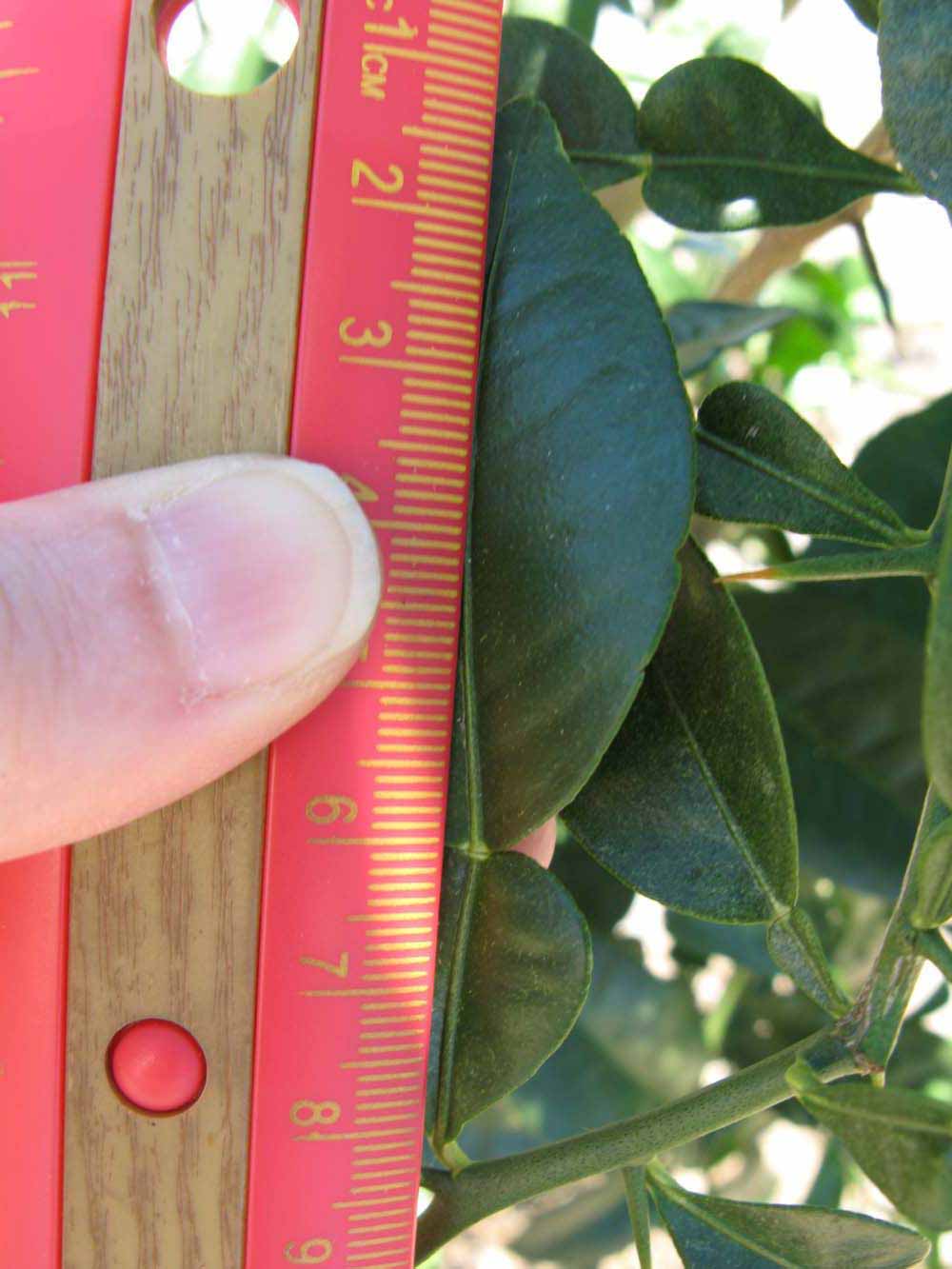              Unifoliolate leaf (Winter Haven, FL)       